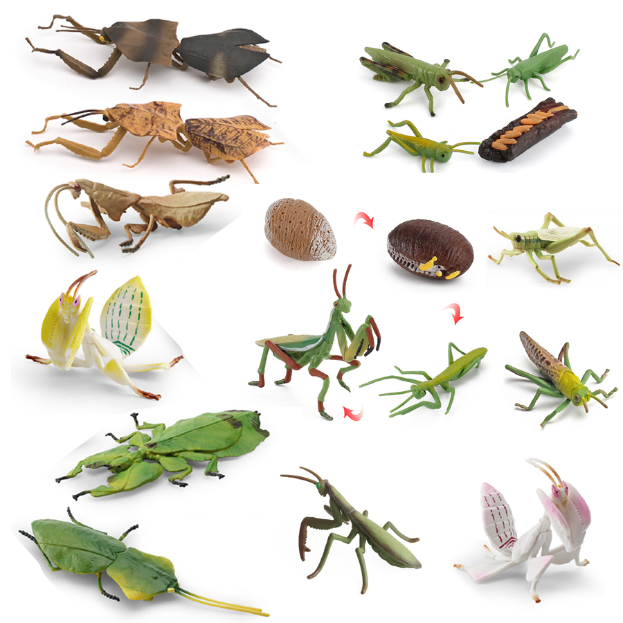 リアルな蘭マントス、枯れ葉マントス、巨大葉昆虫、バッタモデル - Kids Education Picture のレビューと価格